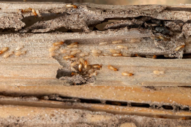 Best Mosquito Control Services  in Pecan Plantation, TX