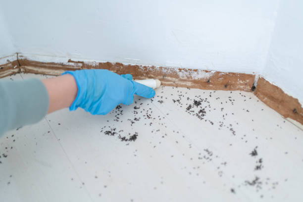 Best Mosquito Control Services  in Pecan Plantation, TX